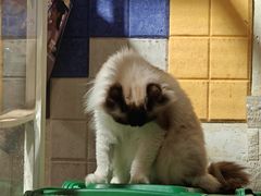 -平行世界·猫咖(首经贸店)