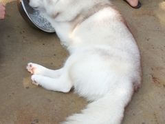 -TrueLove @ Neverland (Husky Cafe)