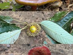 -北京西山国家森林公园