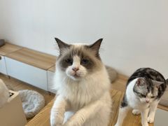 -有喵·猫咖·狗咖·30几只猫10只小狗(岗厦店)