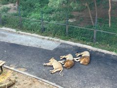 -大连森林动物园