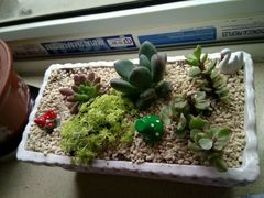 -中环花鸟鱼虫市场