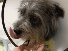 -爱侣宠医·鹦鹉专科·小型哺乳类·异宠专科(灵石路店)