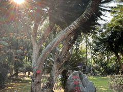 -中国科学院西双版纳热带植物园