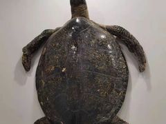 -游龙石文化科普馆