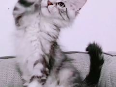 -十年猫舍·猫咪专门店(普陀店)