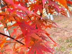 -大兴滨河森林公园