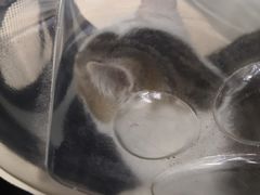 -爱侣宠医·鹦鹉专科·小型哺乳类·异宠专科(灵石路店)