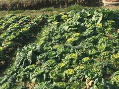 -呼吸森林·生态农庄农家乐私房菜