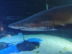 -成都浩海立方海洋公园