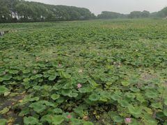 -洪湖生态旅游区