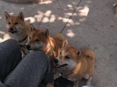 -柴犬高等学院·狗咖·柴犬售卖·宠物训练