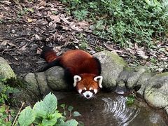 -都江堰中华大熊猫苑