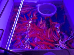 -山东柏宁水族批发广场