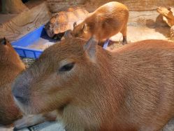 -Zoolung Zoolung动物主题公园(海信广场店)