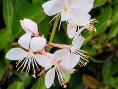 -无锡新湖铂尔曼大酒店