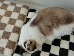 -怪兽屋·羊驼·猫咖·狗咖(俊华广场店)