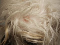 -帕帕拉兹宠物(亚洲旗舰店)