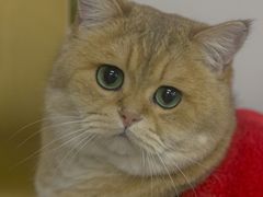 -柴迷FANS CLUB·柴犬狗咖·猫咖