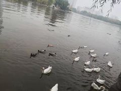 -迎泽公园