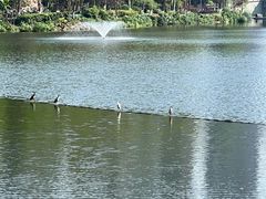 -重庆彩云湖湿地公园