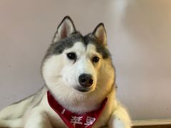 -Husky Go! 哈士奇体验馆·宠物咖啡厅狗咖
