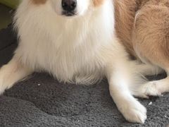 -宠福鑫康馨动物医院·骨科·眼科