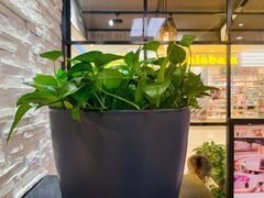-CoCo都可(吾悦店)