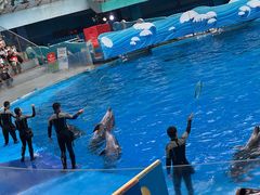 -海合安成都极地海洋公园