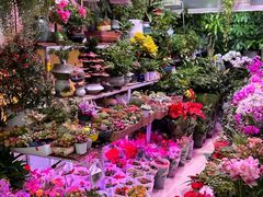 -越秀西湖花市(广州城市广场花卉店)