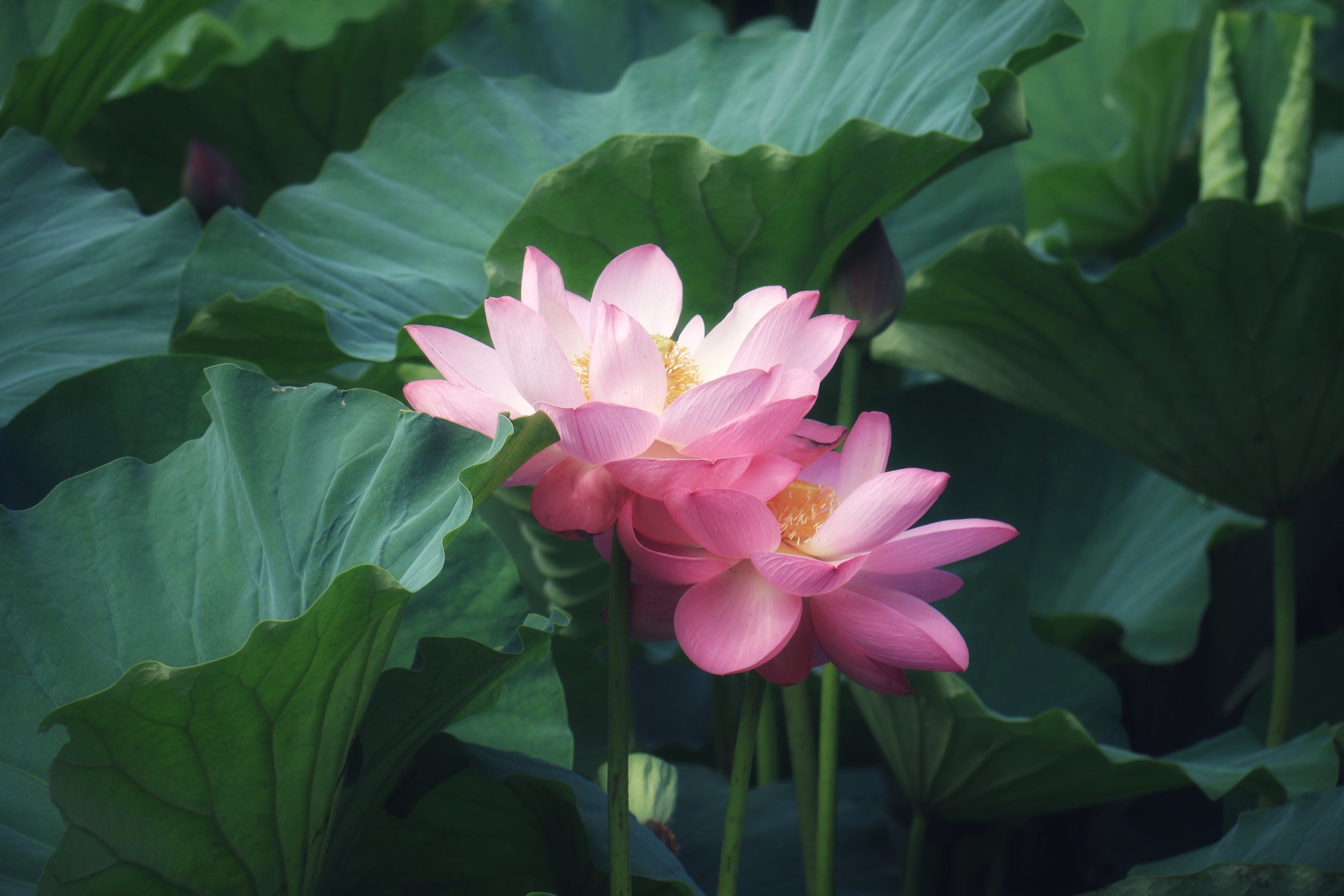 盛开花朵的美景