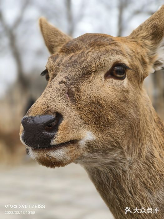 北京野生动物园图片