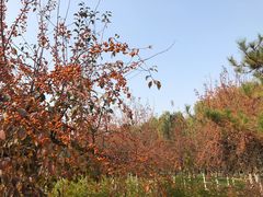 -燕郊植物园