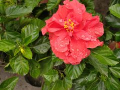 -金科花卉市场