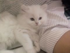 -欣宠猫屋·矮脚拿破仑·蓝金金渐层