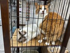 -四月宠物医院·猫专科·心脏专科·内科(转塘店)