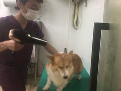 -创凡宠物医院·骨专科  猫科中心(西乡分院)