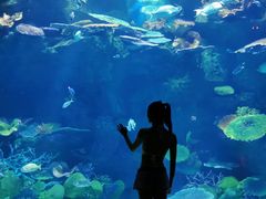 -暹罗海洋世界