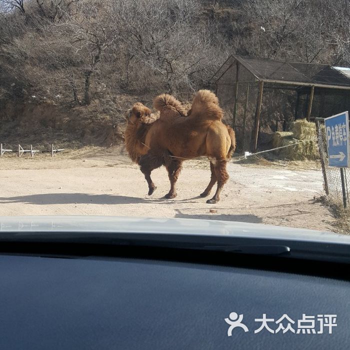 八達嶺野生動物世界圖片-北京動物園-大眾點評網