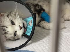 -艾贝尔宠物医院·24H转诊中心·肿瘤猫专科(江宁双龙店)