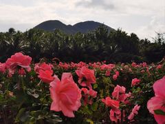 -亚龙湾国际玫瑰谷