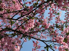 -桃花岛公园