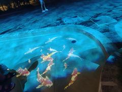 -重庆海昌加勒比海水世界