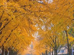 -三里屯东五街银杏大道