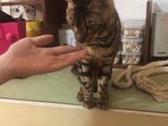 -猫爪屋猫咖(乐汇城店)