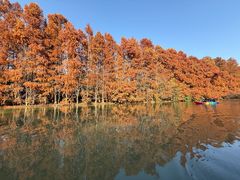 -上海海湾国家森林公园