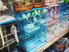 -曲阳花鸟市场(曲阳路店)