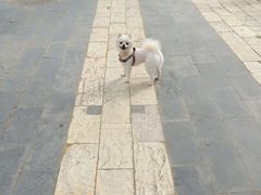 -宠匠·爱宠堡 PET CASTLE