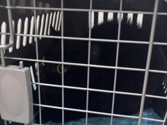 -四月宠物医院·猫专科·心脏专科·内科(转塘店)
