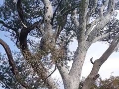 -神农山景区